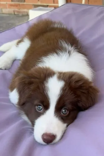 border collie ágeis.