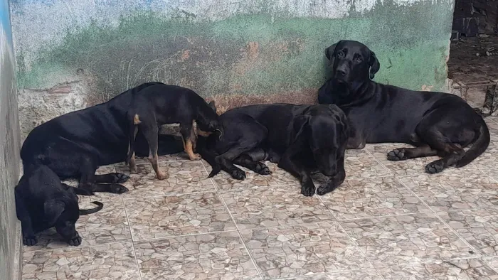 Doação de cachorro