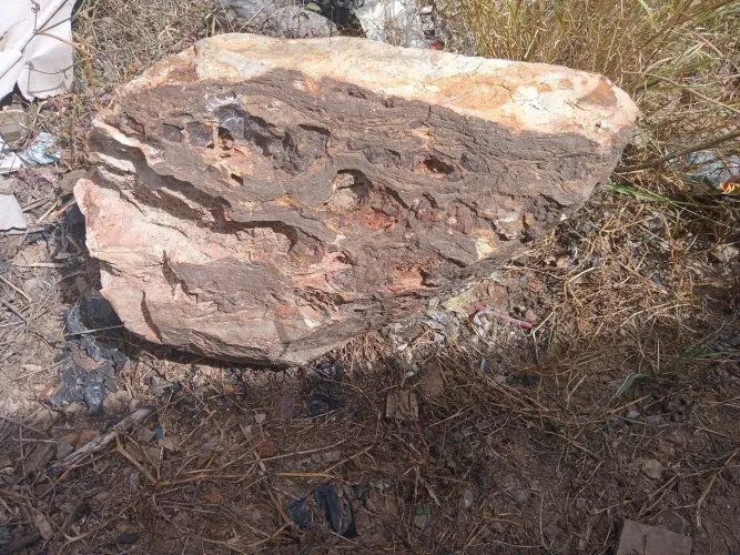 Madeira petrificada