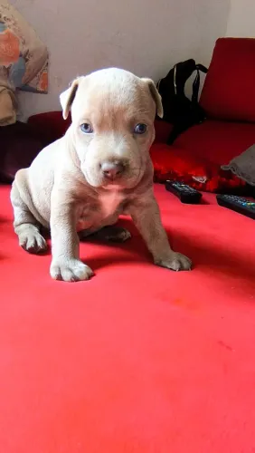 Filhote American Staffordshire terrier
