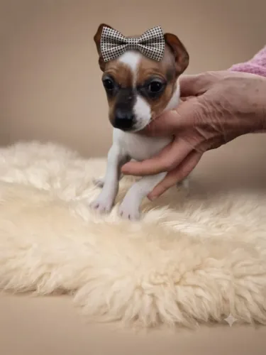 Mini Pinscher Delicada