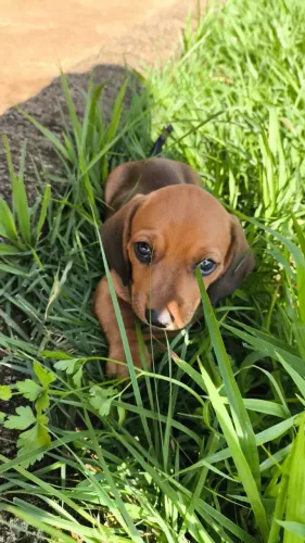 Dachshund/ salsicha