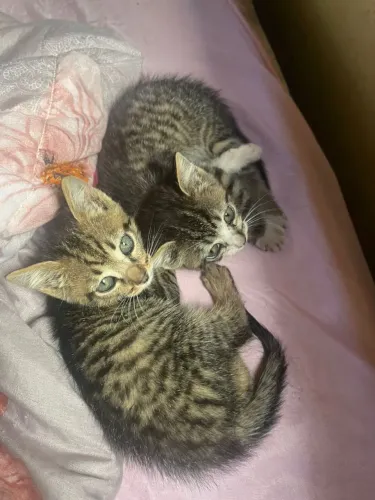 Adoção de gatinhos
