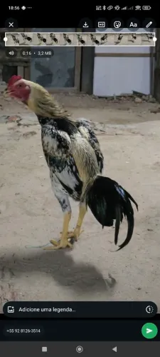 Galo mura prata