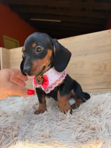 Dachshund fêmea preto miniatura