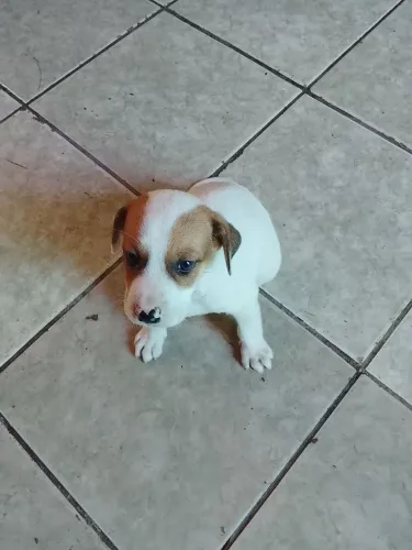 Cachorro Pastor Alemão Mestiço