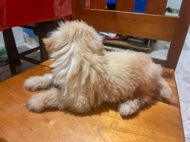 vendo esse filhote Maltês/Poodle