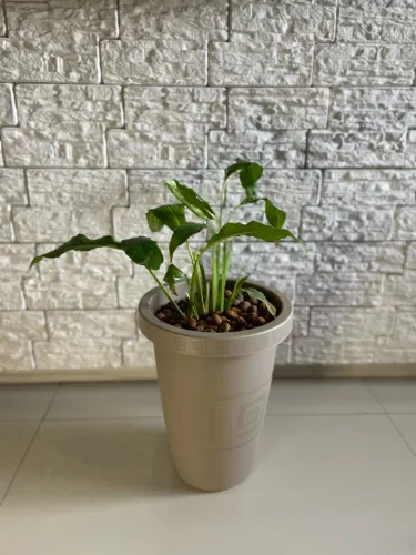 Vaso com Planta 