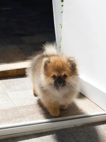 Vendo filhote de Lulu da Pomerânia