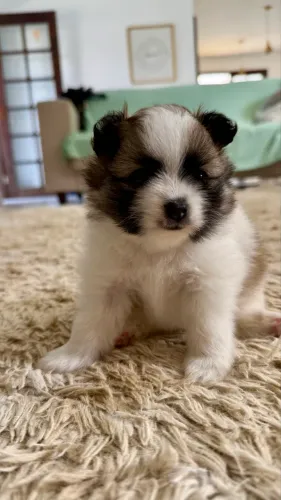 Filhote de Spitz Alemão (Lulu da Pomerania)