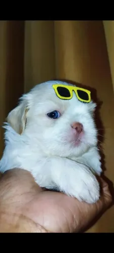 Shih tzu macho
