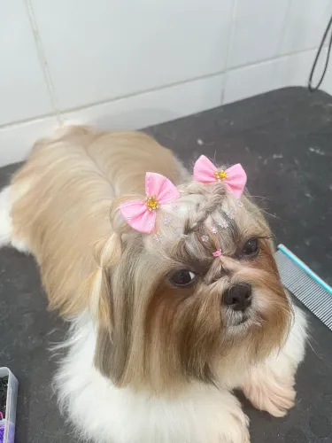 Procuro macho para cruza 