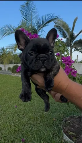 Buldogue francês troco em iPhone leia o anúncio