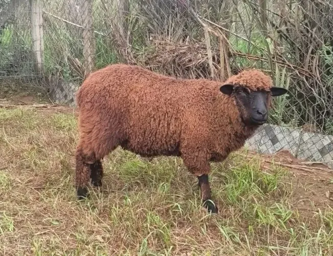 Borrega NC mansa