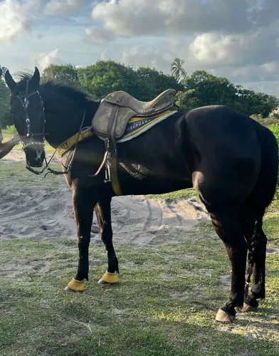 Cavalo Quarto de Milha