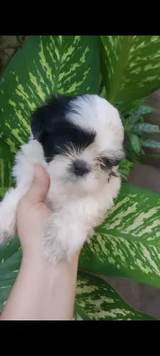 Shitzu 