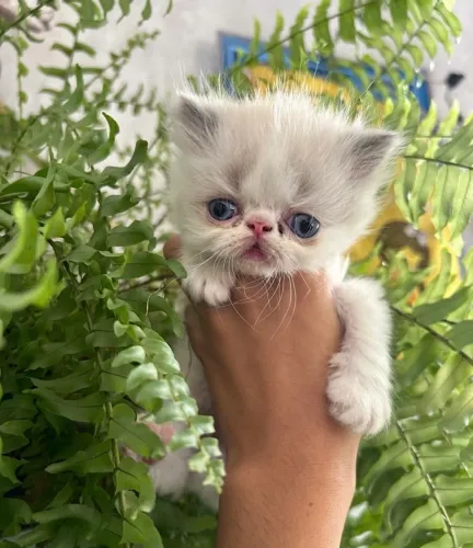 Filhote de gatos persa - fêmea e machos 