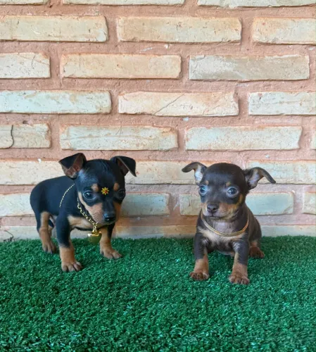 Pinscher 