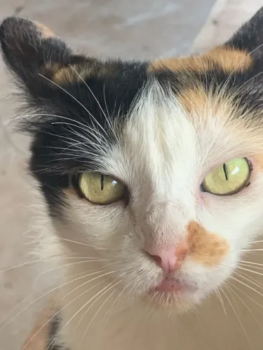 Doar gato