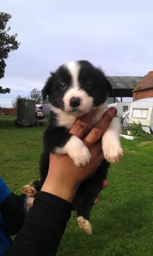 Border Collie - Um Coração Peludo Pra Chamar De Seu 
