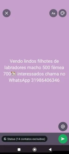 Vendo .lindos filhotes de labradores
