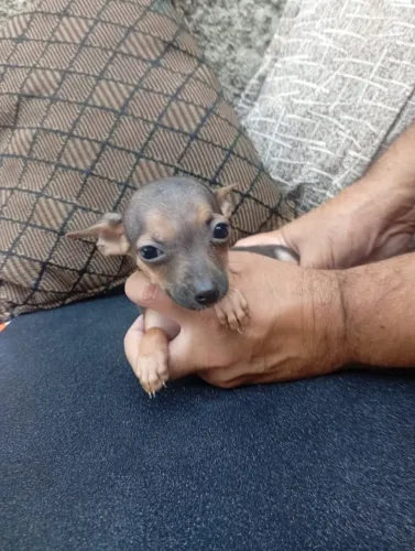 Filhote Pinscher Pronto para Novo Lar