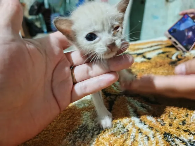 Gatinho precisando de uma gata que possa amamentar
