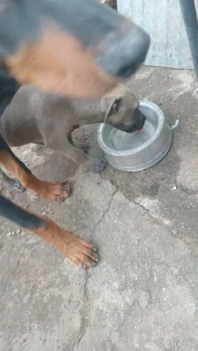 Vende-se filhote de pitibul puro 