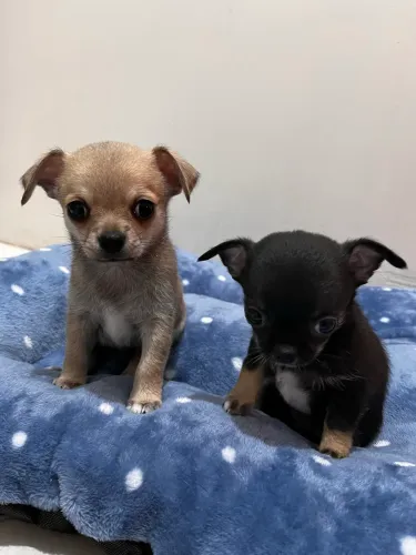 Machos de chihuahua