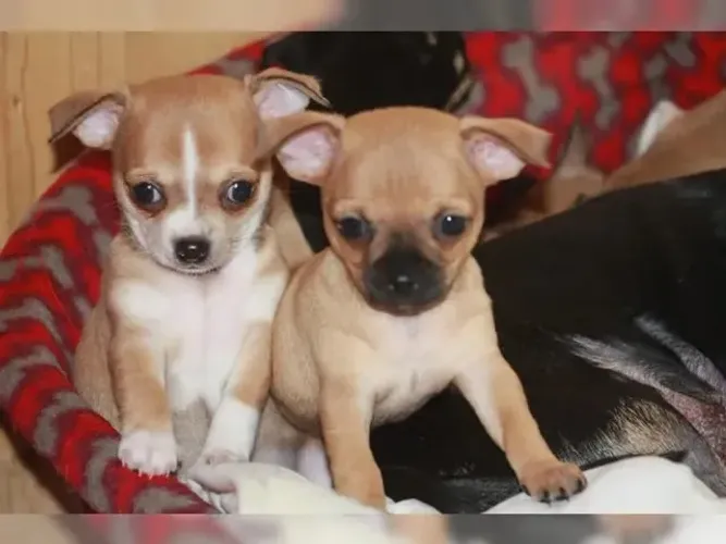 PINSCHER X FOX Fofura em dobro e muito amor para dar. Zap 9.975I.649I