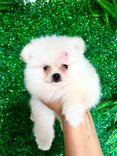 Lulu da pomerania anão