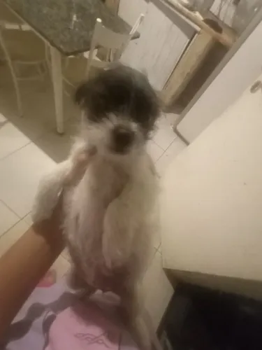 Cachorrinha vira-lata um mês 