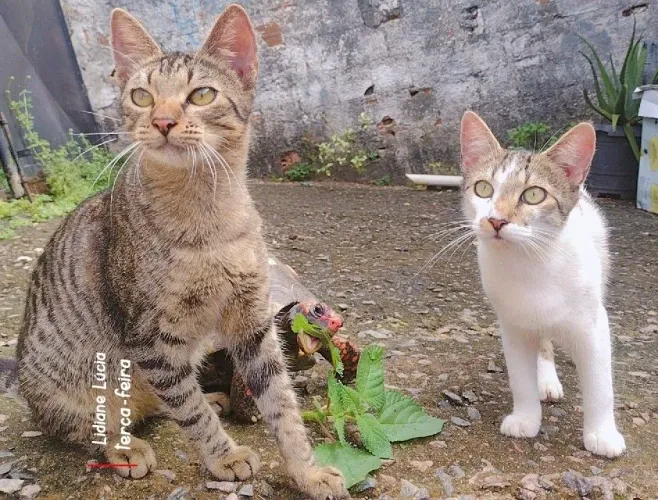 Gatinhos