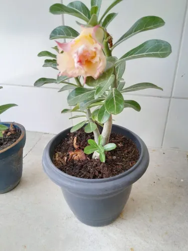 ROSAS DO DESERTO