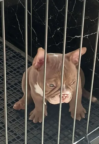 Américan Bully Micro disponível Macho com pedigree