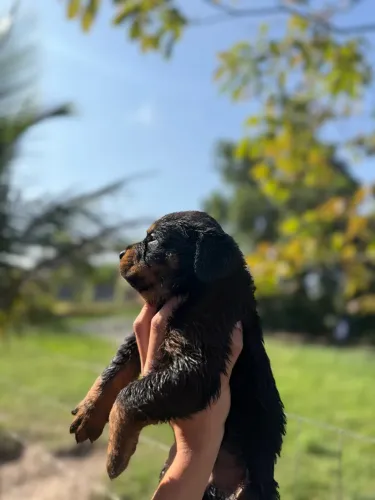 Filhotes de Rottweiler