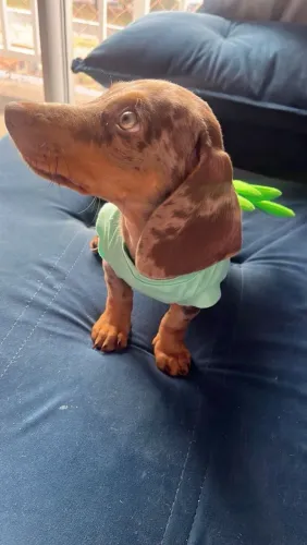 Filhote de Dashchund Macho (Raça pura)
