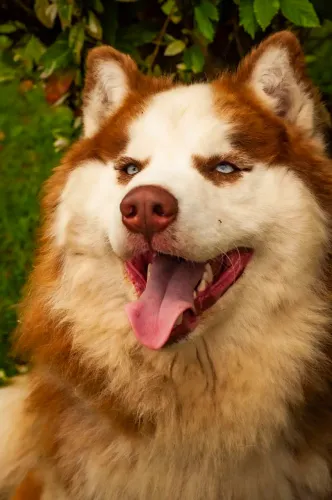 Husky siberiano