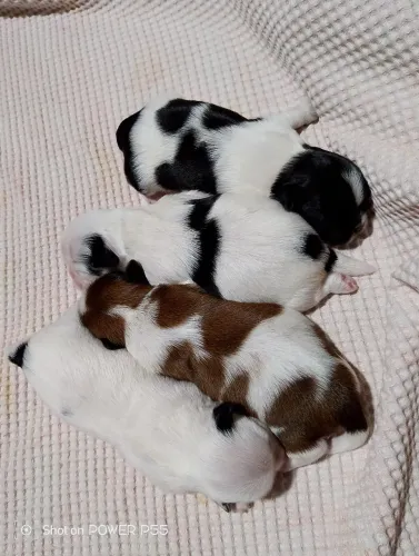 Vendo shihtzu machos
