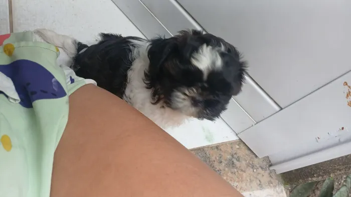 Shih tzu