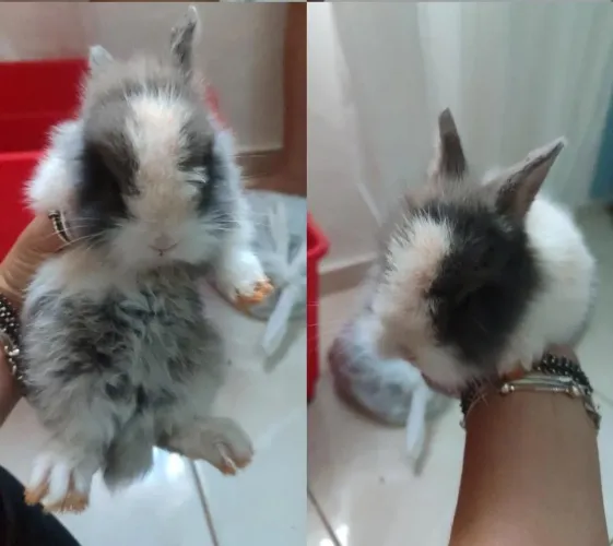 Vende coelho filhote