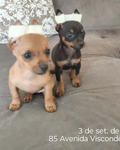 Pincher casal (LEIA O ANÚNCIO)