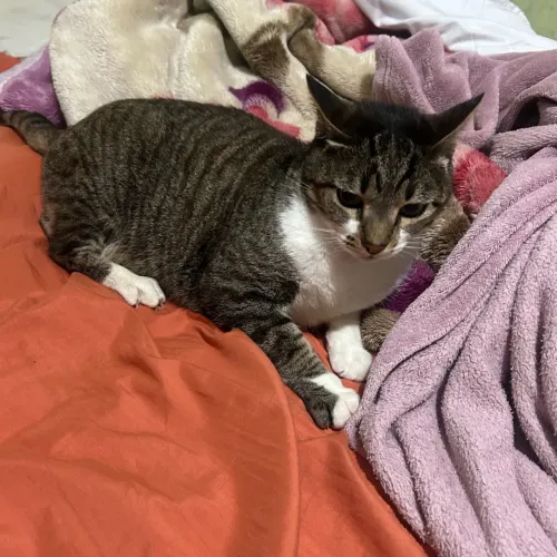 Doação de gatas castradas