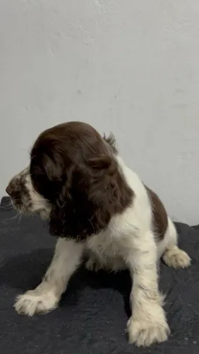 Cocker Spaniel Inglês - Fígado 