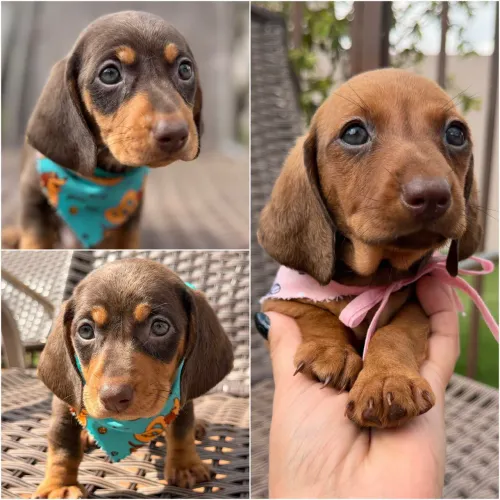 DASHCHUND DISPONÍVEL 