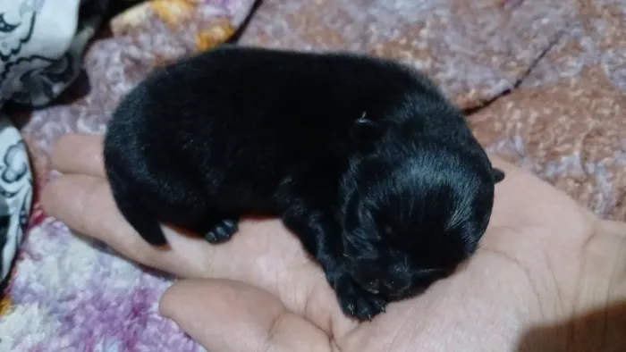 Spitz alemão (Lulu da pomerania) 