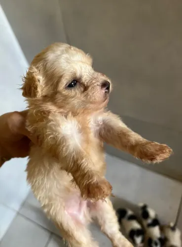 Filho de poodle