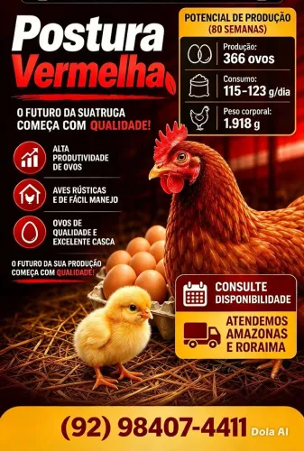 Pintinhos de poedeira Isa brow