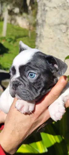 Bulldog francês Blue ! 