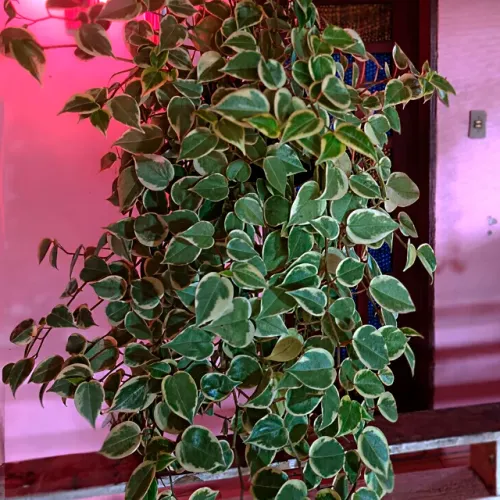Peperômia Scandens Variegata | Peperômia Cupido Variegata em vaso- Pronta Entrega!